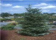 Korean Fir