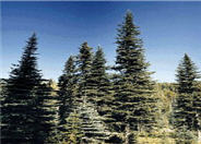 Abies lasiocarpa
