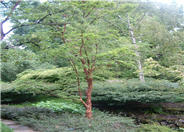 Paperbark Maple