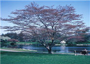 Fernleaf Fullmoon Maple