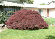 Crimson Queen Japanese Maple