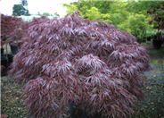 Tamukeyama Laceleaf Japanese Maple