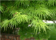 Acer palmatum 'Dissectum'