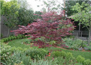 Oshio-Beni Japanese Maple