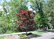 Acer palmatum 'Red Dragon'