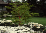 Coral Bark Maple