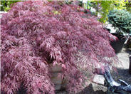 Shaina Japanese Maple