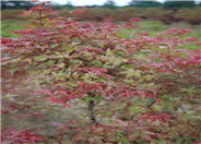 Shindeshojo Japanese Maple