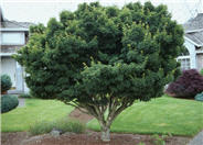 Shishigashira Japanese Maple