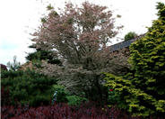 Floating Clouds Japanese Maple