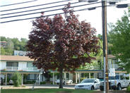 Crimson King Maple