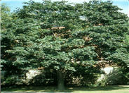 Acer platanoides 'Schwedler'