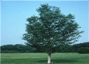 Acer rubrum 'Scanlon'