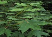 Sugar Maple