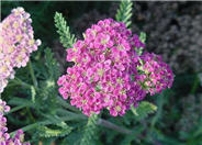Achillea 'Heidi'