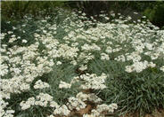 Achillea x kellereri