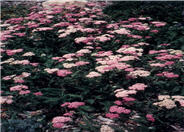 Rose Yarrow