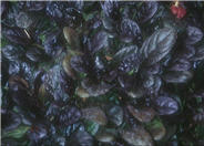 Purple Torch Ajuga