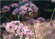 Circle Onion; German Garlic