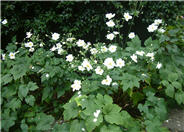 White Japanese Anemone