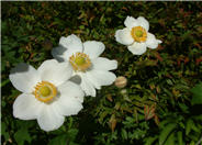 Anemone x hybrida 'Honorine Jobert'