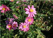 Anemone x hybrida 'Margarete'