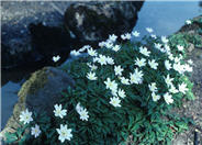 Anemone nemorosa