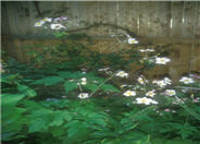 Anemone tomentosa 'Robustissima'