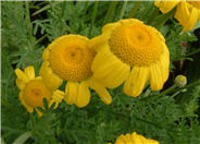 Anthemis tinctoria 'Kelwayi'