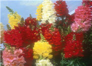 Snapdragon