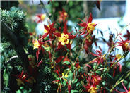 Hybrid Columbine
