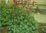 Crimson Star Columbine