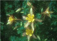 Aquilegia hybrids 'McKana Giants'