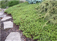 Common Bearberry