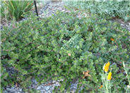 Point Reyes Bearberry