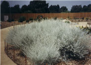Silver King Artemisia