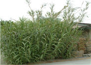 Arundo donax