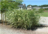 Striped Giant Reed