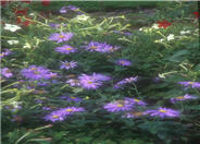 Aster x frikartii 'Wonder of Staffa'