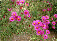 Aster novae-angliae 'September Ruby'