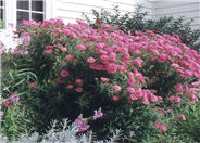Aster novi-belgii 'Alma Potschke'