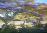 Aster tataricus