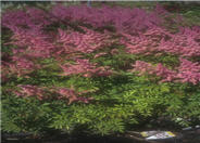 Astilbe x arendsii 'Rhineland'