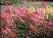 Astilbe chinensis v. taquettii 'Superba'