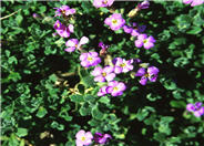 Aubrieta deltoidea
