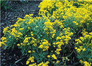 Aurinia saxatilis
