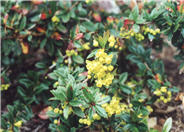 William Penn Barberry