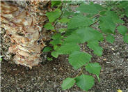 River Birch