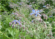 Borage