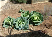 Flowering Cabbage